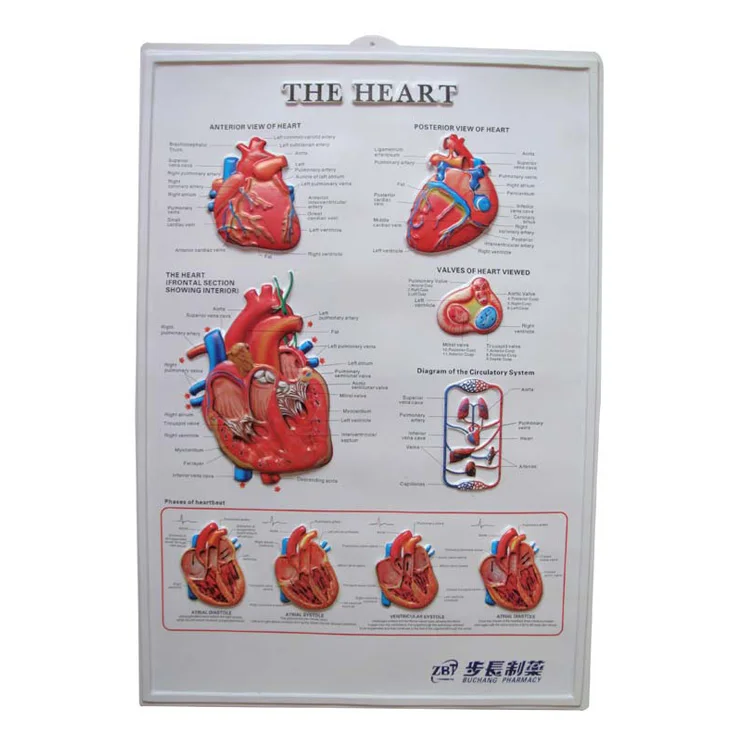 Customized PVC Wall Poster Embossed 3D Plastic Medical Anatomical Chart