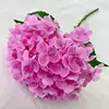 rosa2