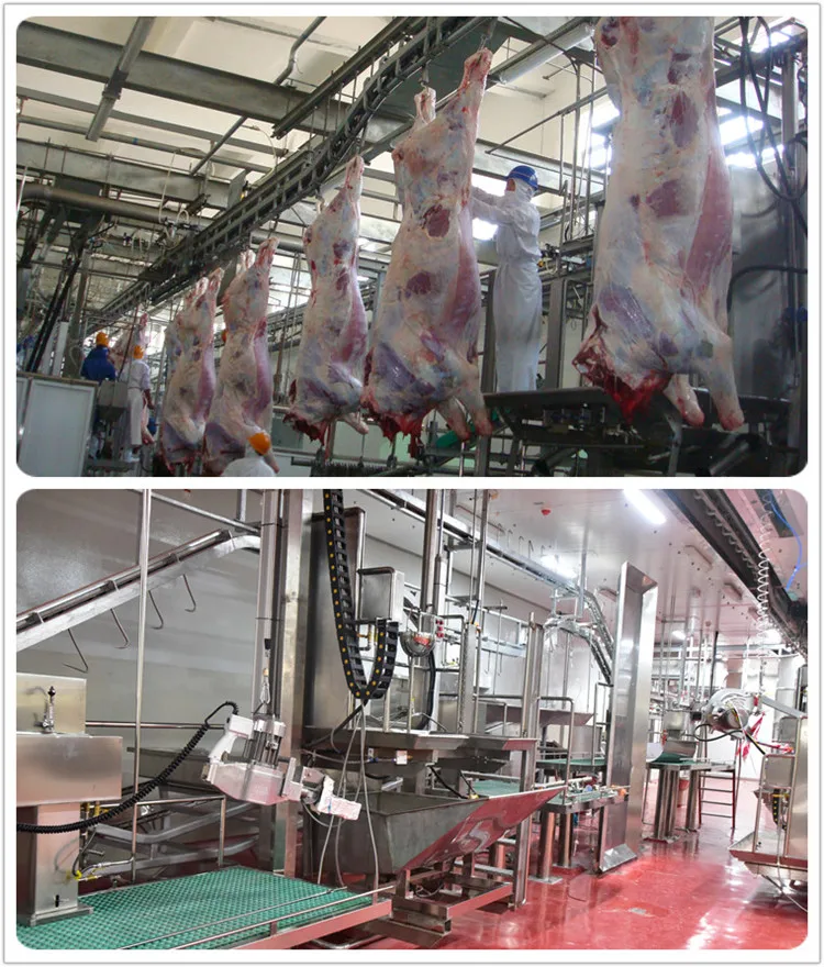 Turnkey halal fully automatic cow slaughtering machine for cattle slaughterhouse