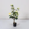 Giallo 60 cm