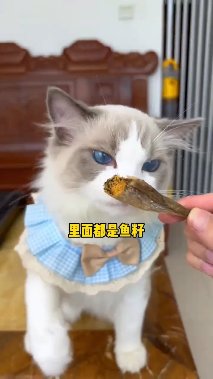 Wholesale Cat Snacks Trests Dried Abyssal Fish Snacks Seafood Pet