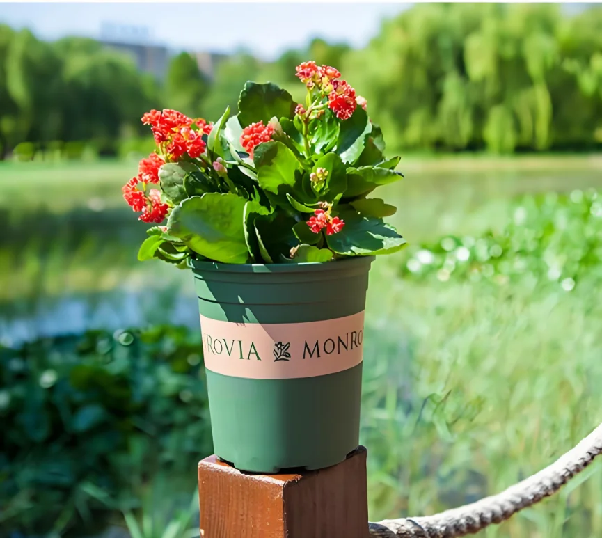 buy a lemon tree plant Live Meyer Lemon Tree (Rooted Cutting  Citrus Plant)  Everglades Farm