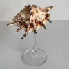 Tazza di lumaca ragno
