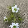 10 nigella