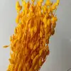 Arancione