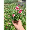 Bon avec les plantes en pot
