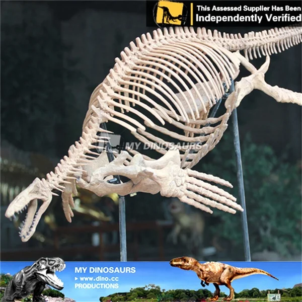 私の恐竜古代恐竜化石スケルトンモササウルス - Buy Ancient Dinosaur Fossil,Dinosaur Fossil  Skeleton,Ancient Dinosaur Fossil Skeleton Mosasaurus Product on Alibaba.com