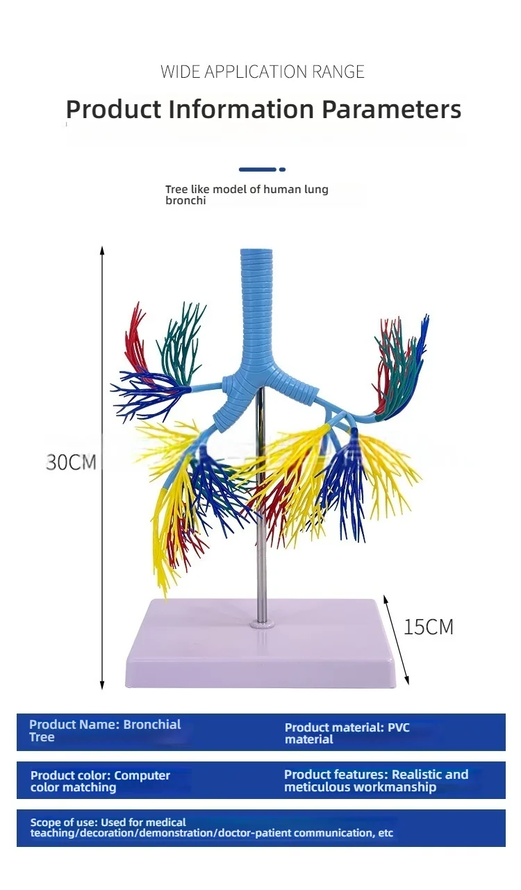 Human Trachea and Bronchial Anatomy Model PVC Bronchial Tree Model for ...