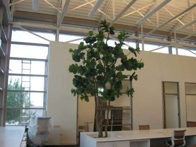 We Did a Commercial Case Fake Tree Decor Business & Office Buildings Artificial 15 Feet Ficus Lyrata Fiddle Leaf Fig Trees