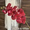 Phalaenopsis rossa a sette teste