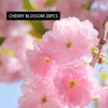 cherry blossom