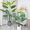 Alocasia 8#
