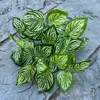 5 taro de rayas verdes