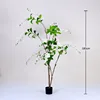 White weeping jasmine potted plant, 180cm
