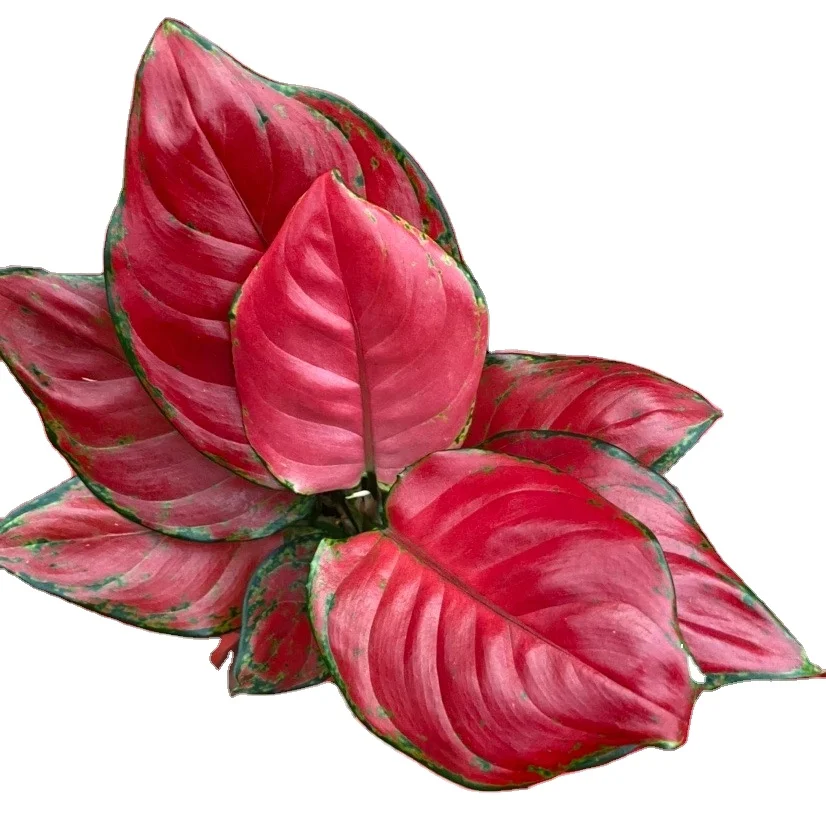 Aglaonema Red Hongyan Live Plants Aglaonema Super Red Buy Ornamental Plants Tropical Super Red Pink Aglonema Product On Alibaba Com