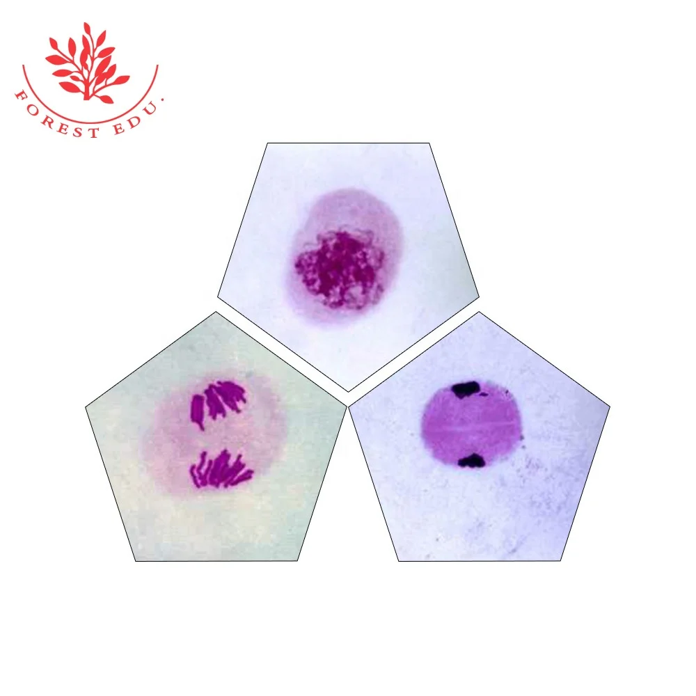 Meiosis 12 Stages Set Botany Prepared Slides Modelo De Corn Oion Pollen  Matricyte Microscope Prepared Slides - Buy Meiosis Prepared Slides,Prepared  Slides,Meiosis 12 Stages Product on 