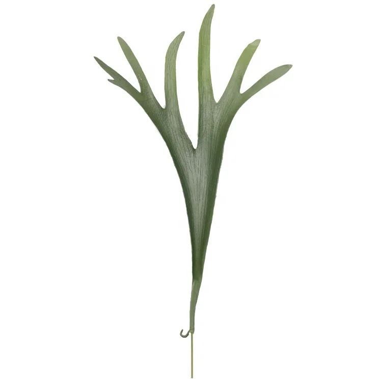 Qihao Artificial Plant Staghorn Fern Platycerium Wallichii Platycerium Ridleyi Buy Platycerium Platycerium Ridleyi Platycerium Ridleyi Spores Fern Product On Alibaba Com