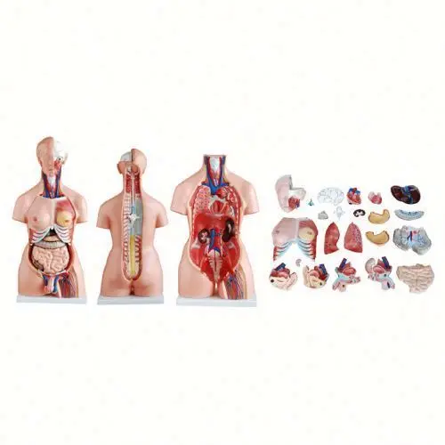 50103.06 85CM Unisex Torso 23 Parts