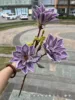 viola 47