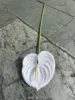 Little Red Palm Pure White