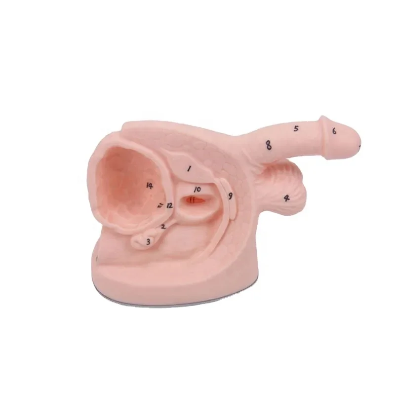 DARHMMY PVC Male Medical Science Internal and External Genitalia Model With Catheterisation for Training in Nursing School