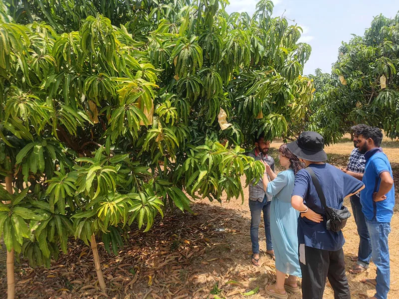 Bags To Protect Fruit On Trees​