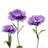 Lavanda