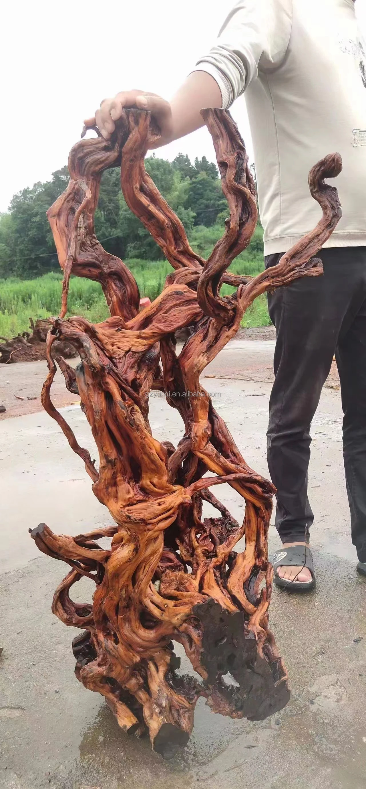 Drift Wood Aqua Root Aquarium Fish Tank Decorations Plant Aquarium Wood Buy Drift Wood Aqua