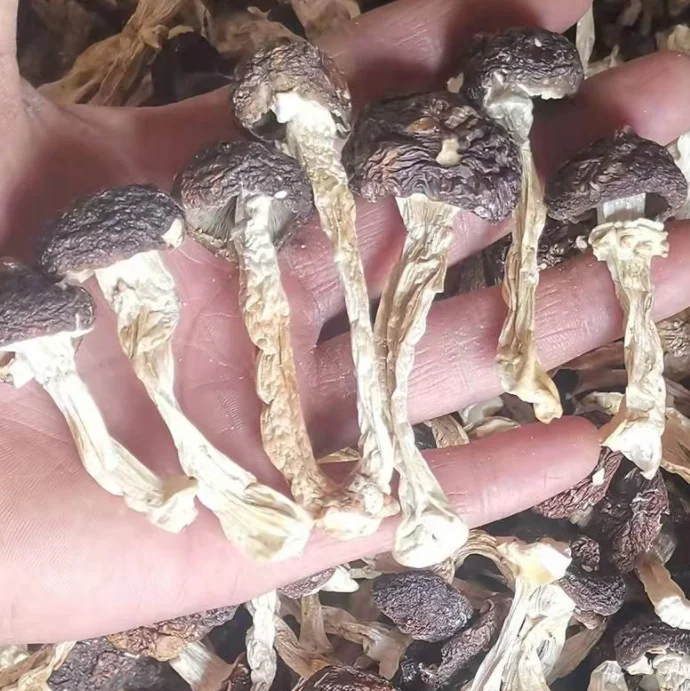 Натуральное сушеное вино король strorharla stropharia braunkматор stropharia rugoso annulata для продажи