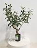 Green 60cm