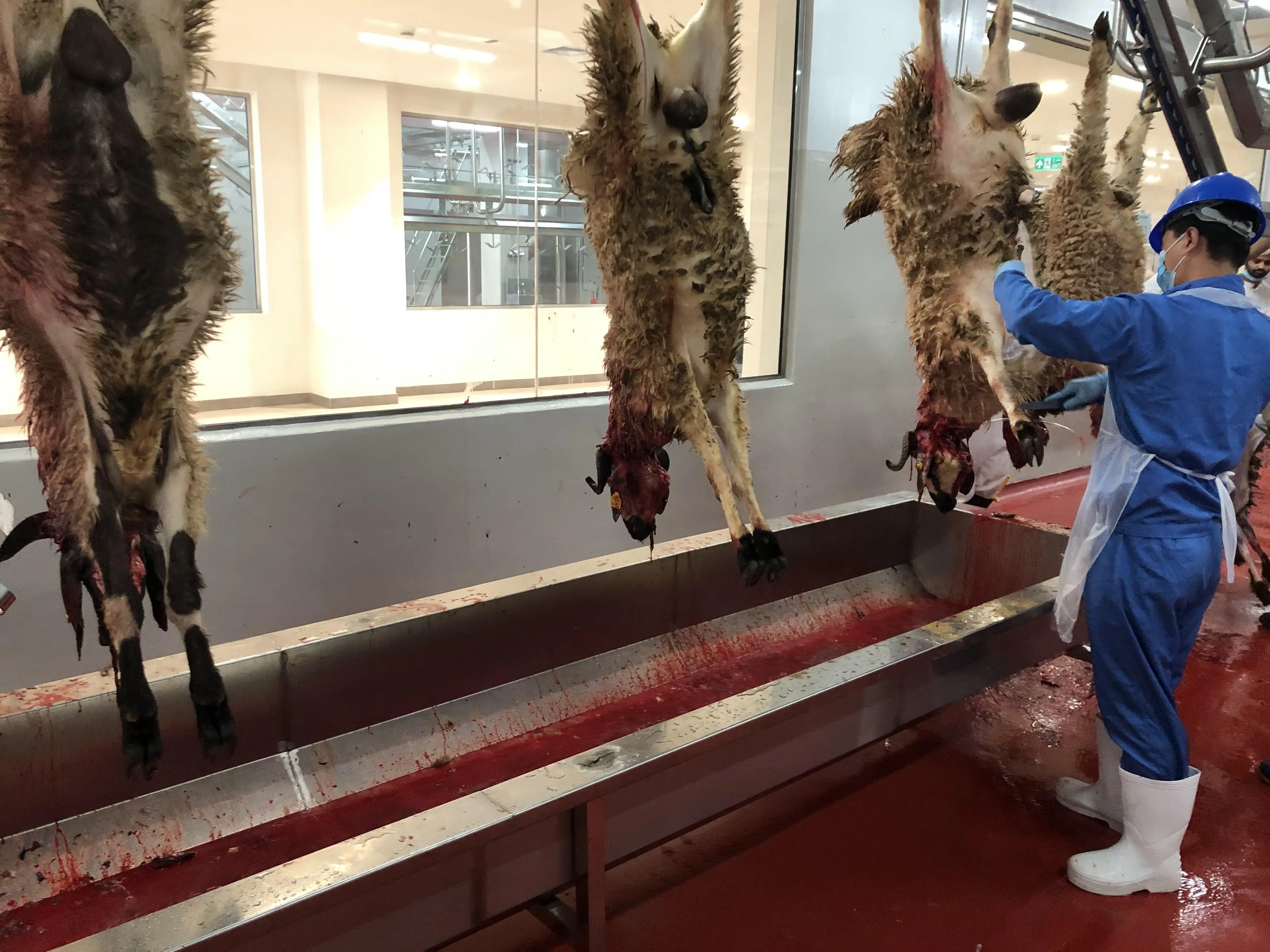 500 mutton slaughterhouses per day