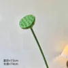 Una pequeña vaina de loto.