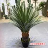 Cabeza de piña totalmente verde, 93 cm.