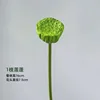 Una vaina de loto - reproducción de alta calidad con un 99% de fidelidad.