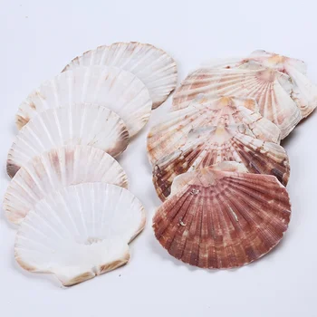 Set of Faux Scallop Shells for Crafting