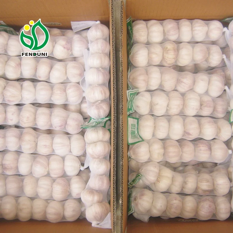 Red Garlic for Tunisia