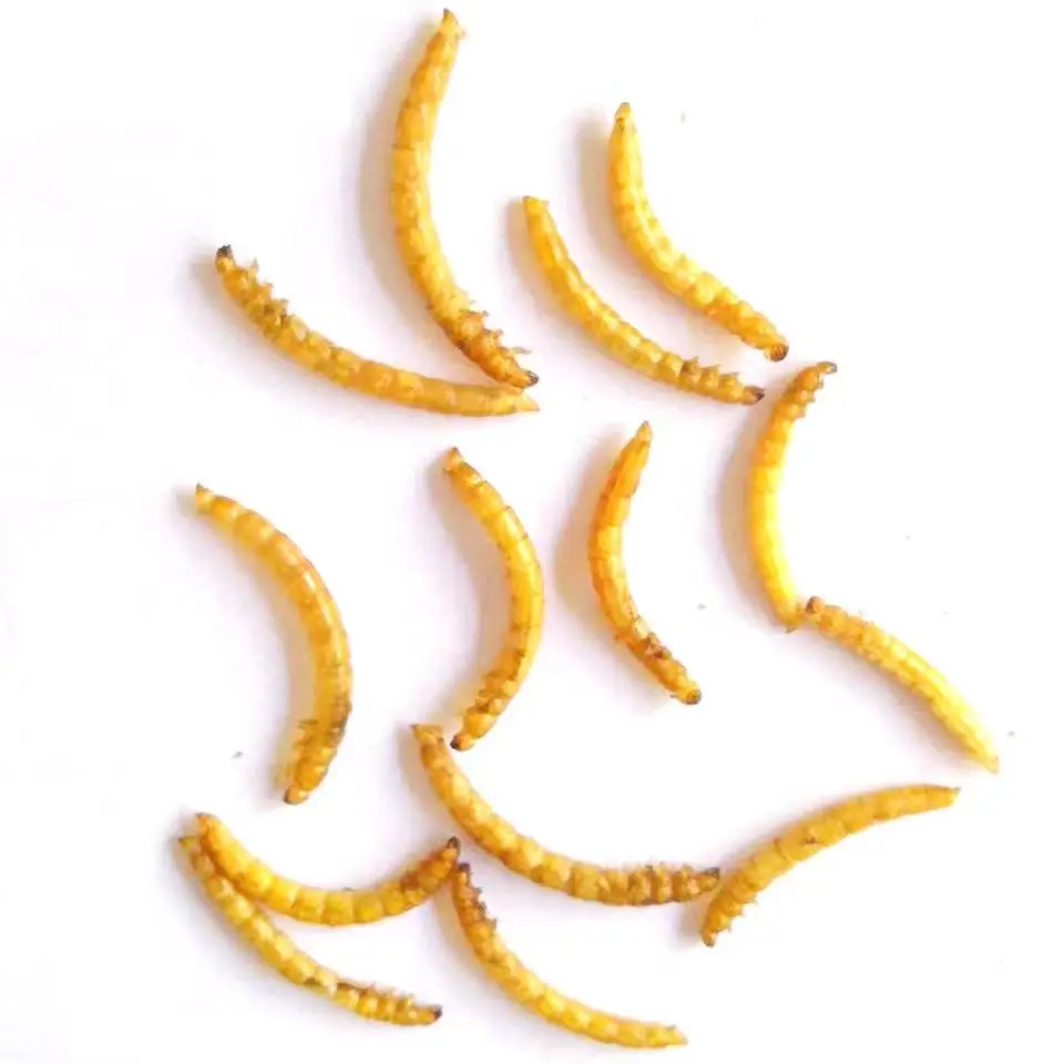 wholesale high quality wholesale mealworms mealworm dried worm