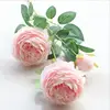 Dos flores de ranúnculo rosa de tres cabezas.