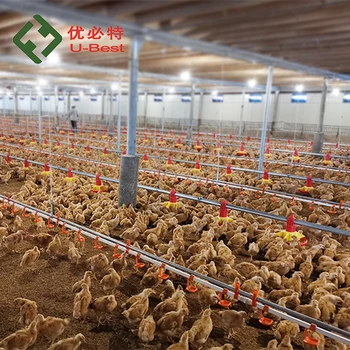 automatic poultry farm animal husbandry equipment for broiler farm