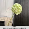 hortensia redonda