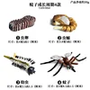 4-Piece Mosquito Life Cycle Set
