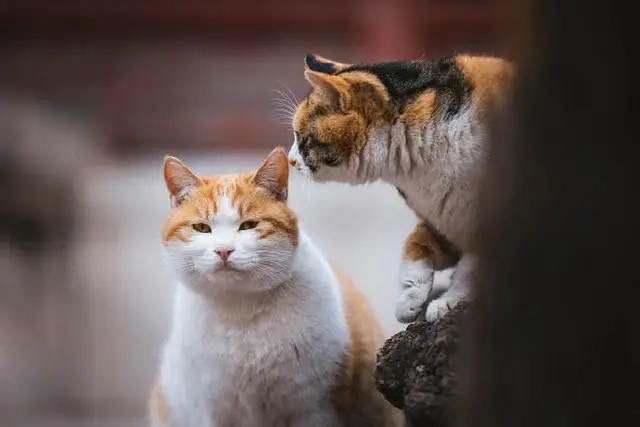 喵呜——故宫里的猫成精了？