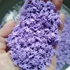 5mm viola