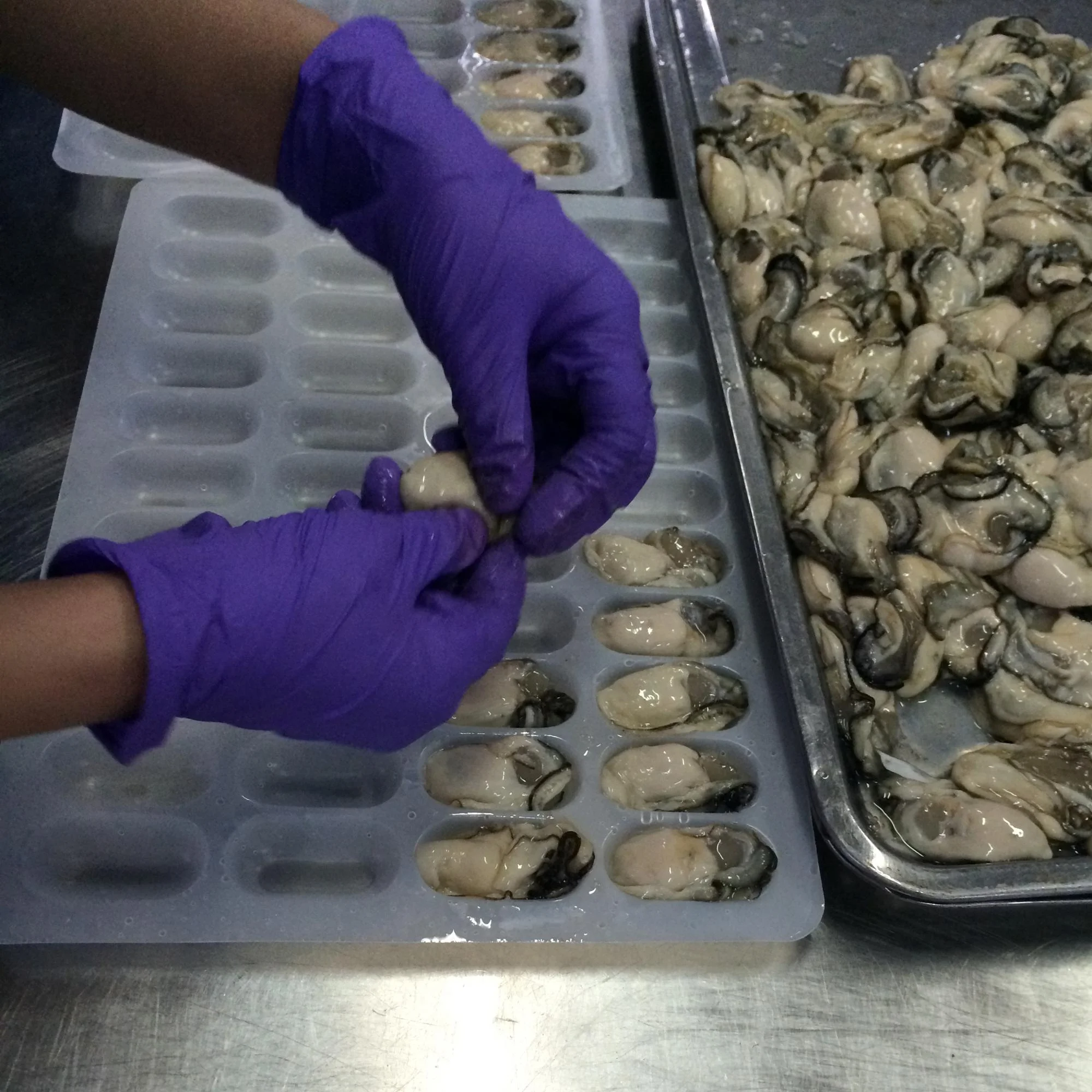 Frozen Oyster Meat Fresh Oyster For Sale Oyster Frozen Buy Fresh Oysters,Oysters Frozen,Oyster
