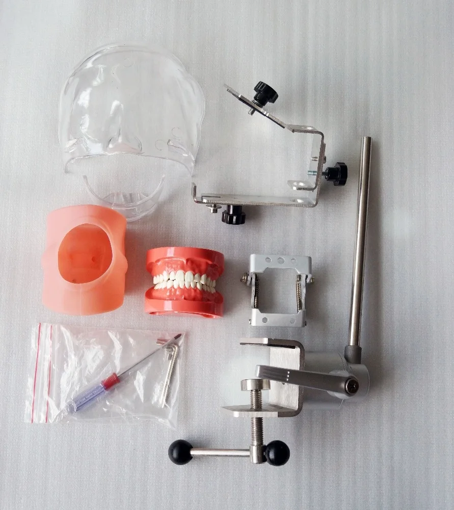 Dental Simulator Nissin Compatible Manikin with Transparent Phantom Head