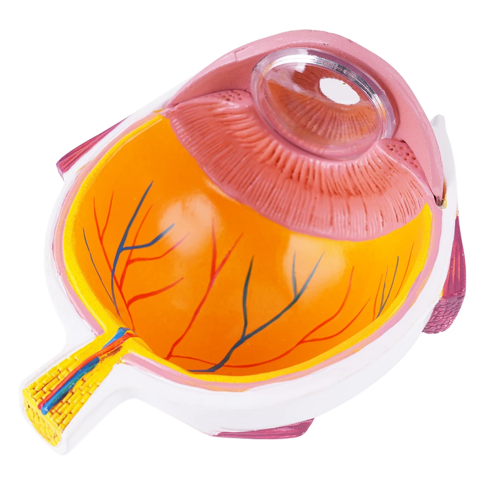TB-04 Professional Anatomical Eye Model Ophthalmic Training And Demonstration Innovue Opto Brand Abs Material 1 Year Warranty