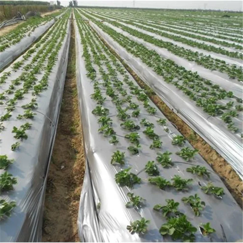 Ground Covering Agricultural Mulch Film Biodegradable Plastic Mulch Film  for Agriculture Planting