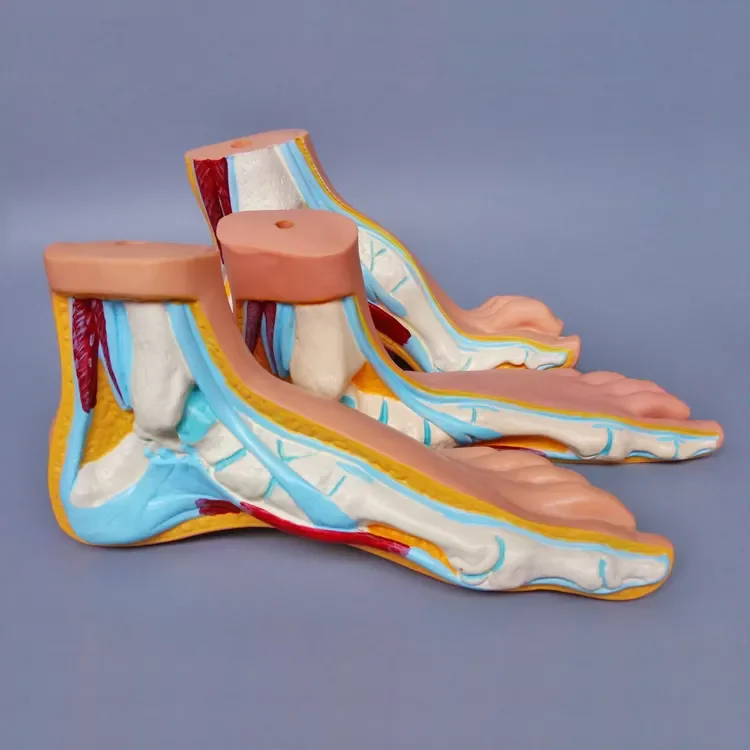 Анатомическая модель человеческой стопы для медицинского обучения, используемая в различных сценариях обучения