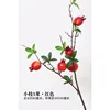 Small branch of five-fruited pomegranate, red