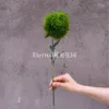 clavel verde